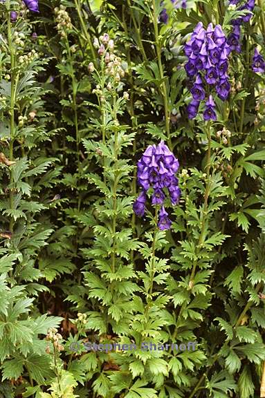 aconitum carmichaelii 4 graphic